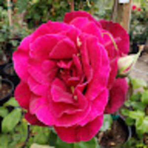 Meet your Posher, Cynthia